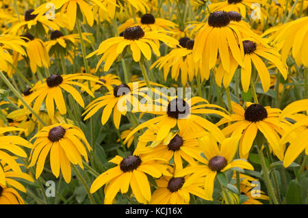 Nahaufnahme von gelben Rudbeckias rudbeckia Blumen blühende Blütenkoneblume im Sommer England UK Vereinigtes Königreich GB Großbritannien Stockfoto