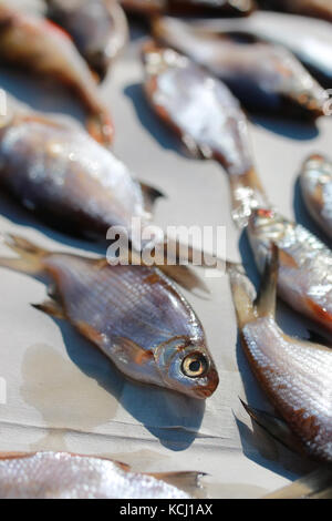 kleiner Fisch auf Tisch Stockfoto