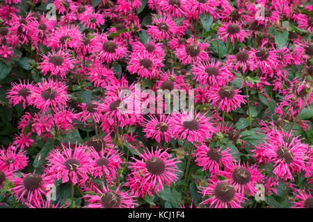 Nahaufnahme von rosa monarda Bergamotte Blumen Blume blühende Pflanze im Sommer England UK Vereinigtes Königreich GB Großbritannien Stockfoto