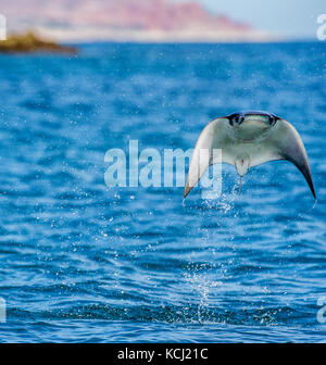 Der Mobula-Strahl springt aus dem Wasser. Mexiko. Meer von Cortez. Kalifornische Halbinsel . Stockfoto