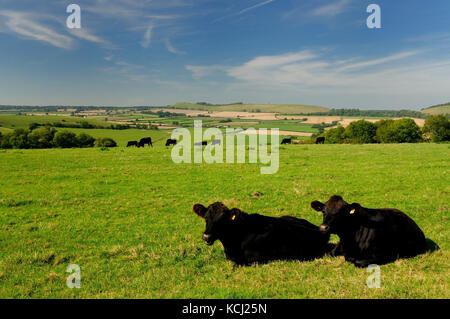 Rinder weiden auf einem Hügel in Wiltshire, mit Blick auf Long Knoll. Stockfoto