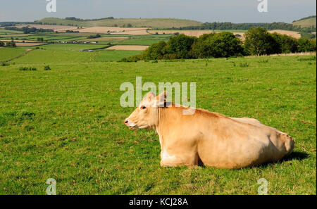 Eine vorsichtig aussehende Kuh auf einem Hügel in Wiltshire, die auf Long Knoll blickt. Stockfoto