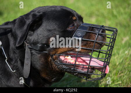 Porträt eines großen Hund Rottweiler erwachsenen männlichen Maulkorb in Nahaufnahme Stockfoto