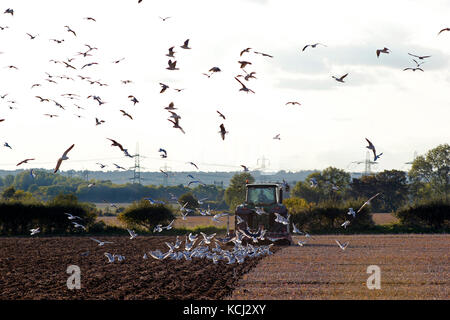 Landschaft Red Kites und Möwen folgen Traktor bewirtschaften das Land Stockfoto