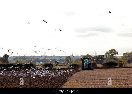 Landschaft Red Kites und Möwen folgen Traktor bewirtschaften das Land Stockfoto