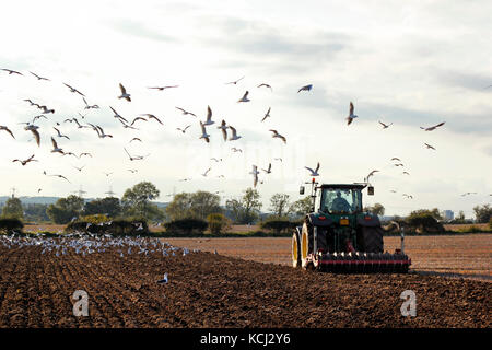 Landschaft Red Kites und Möwen folgen Traktor bewirtschaften das Land Stockfoto