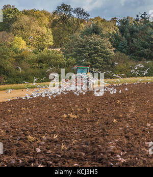 Großbritannien Landwirtschaft, Herbst Pflügen mit Rammstein nach den Pflug Oktober 2017 Stockfoto