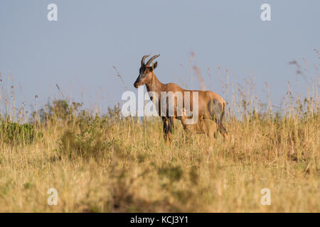 Weibliche Topi (Damaliscus lunatus jimela) mit Kalb, Masai Mara National Game Park finden, Kenia, Ostafrika Stockfoto