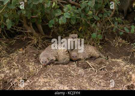 Banded mongoose (Mungos mungo) Pack in Schatten, Masai Mara National Game Park finden, Kenia, Ostafrika Stockfoto