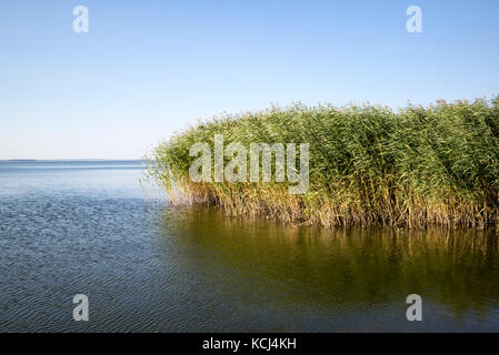 Ein schilfgürtel einem einsamen Strand am Achterwasser auf der Insel Usedom, Deutschland Stockfoto