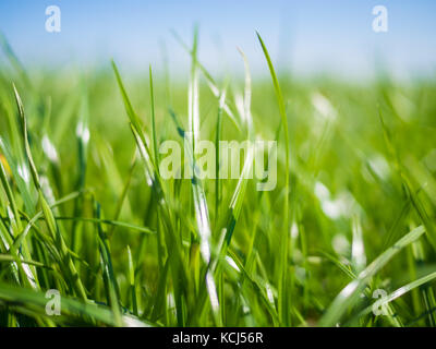 In der Nähe der üppigen, grünen Gras auf dem Feld im Norden Deutschlands mit Sonne und schönes Bokeh im Frühling, Nordfriesland Stockfoto