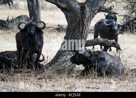 Kaffernbüffel sind notorisch knurrig, aber auch neugierig. Diese Herde war auf der Suche nach Schatten in der Mittagshitze Tansanias Zentrale Serengeti Stockfoto