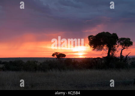 Afrikanischen Sonnenuntergang mit Bäumen und Bürste Silhouetten auf Safari im nördlichen Tansania Serengeti Stockfoto
