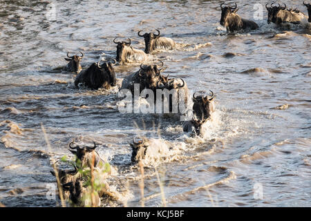 Gnus durchqueren des Flusses während der großen Migration, mit Blick auf die Bedrohung von Krokodilen und Strömungen, die auf die Jungen ziehen Stockfoto