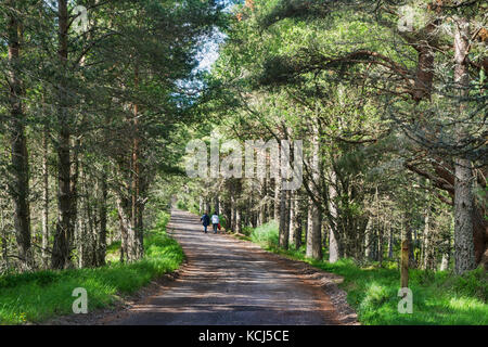 Wandern im Scots Pine Forest, Aviemore am Loch Morlich, Highland, Schottland, UK Stockfoto