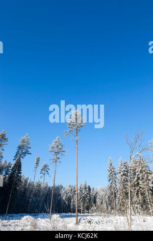 Mehrere hohen Tannen im Wald vollständig bedeckt mit Nachtfrost. Landschaft im Winter mit einem blauen Himmel an einem klaren sonnigen Tag Stockfoto