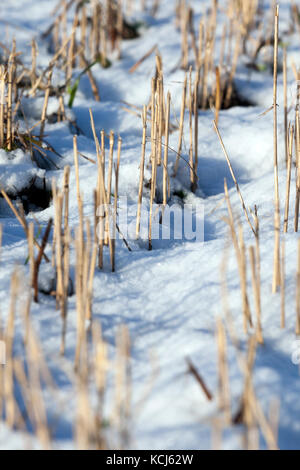 Ein schneebedecktes Feld, auf dem im Sommer Getreide geerntet wurde. Foto Nahaufnahme Stockfoto