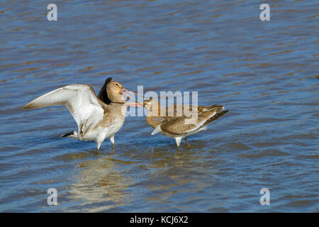 Black-tailed Godwits Limosa Limosa Jungvögel füttern Territorium streiten Stockfoto