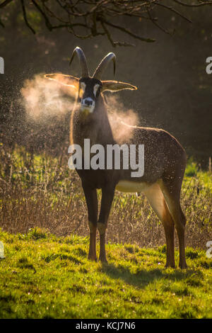 Pferdeantilope snorting Kondenswasser in den frühen Morgen Winter Sonne Stockfoto