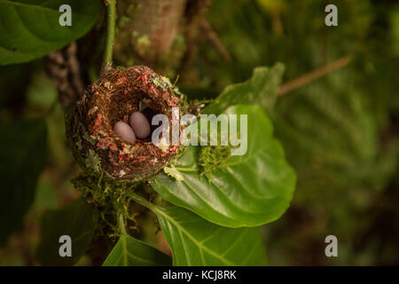 Hummingbird Nest mit Eiern, saß auf einem Zweig in der costa rica Regenwald. Stockfoto