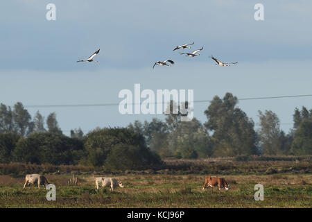 Einige der 33 Kraniche, die das Wildfowl & Wetlands Trust Center in Welney in Norfolk in den letzten Tagen zu ihrem Zuhause gemacht haben. Stockfoto