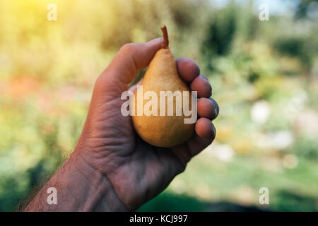 Bauer untersuchen und Kommissionierung Birne Obst in organischen Garten gewachsen, männliche Hand, die reifende Frucht Stockfoto