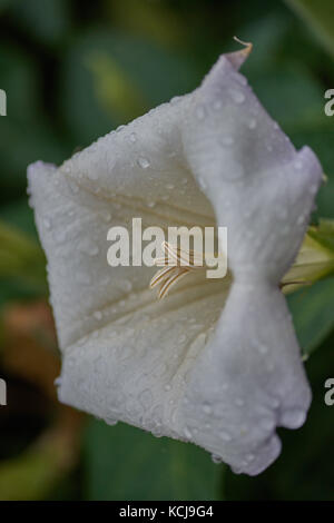 Datura innoxia, weiße Blume mit Regentropfen Nahaufnahme pricklyburr, recurved Thorn - apple, downy Thorn - apple, Indische - apple Stockfoto