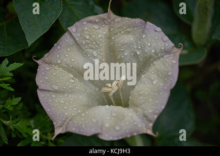 Datura innoxia, weiße Blume mit Regentropfen Nahaufnahme pricklyburr, recurved Thorn - apple, downy Thorn - apple, Indische - apple Stockfoto