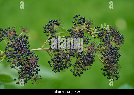 Aralia cordata spikenard,[1] pflanzliche Aralia,[2] udo (aus dem Japanischen: 独活),[3] japanischer Spikenard,[3] und Bergspargel Stockfoto