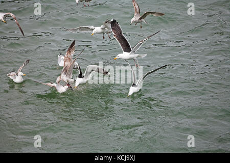 Gull-mantelmöwe Larus fuscus und Silbermöwe Larus argentatus Kämpfen für Essen, Le Havre Hafen, Normandie, Frankreich Stockfoto