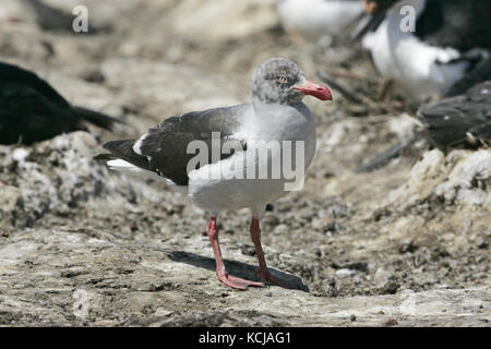 Dolphin gull Leucophaeus scoresbii Jugendliche auf der Suche nach Nahrung unter Imperial shag Leucocarbo atriceps Kolonie Falkland Inseln Stockfoto