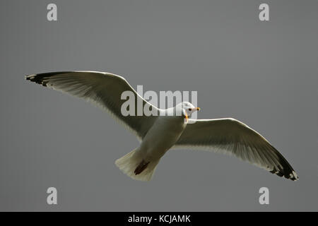 Silbermöwe Larus argentatus Erwachsenen im Flug über Loch na Keal Mull Argyll und Bute Mull Schottland Großbritannien Stockfoto