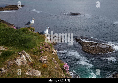 Silbermöwe Larus argentatus unter Sparsamkeit Armeria maritima Insel Staffa Treshnish-inseln Inneren Hebriden Argyll und Bute Schottland Großbritannien Stockfoto