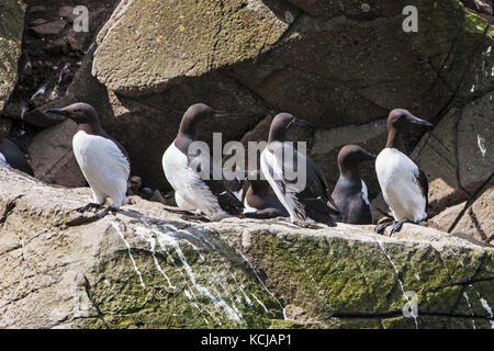 Gemeinsame trottellumme Uria aalge und eine gezügelte Form auf Verschachtelung simsen Insel Lunga Treshnish-inseln Inneren Hebriden Argyll und Bute Schottland Großbritannien Stockfoto