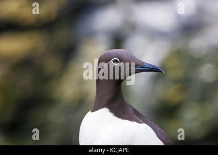 Gemeinsame trottellumme Uria aalge gezügelte Form auf Steilküsten Insel Lunga Treshnish-inseln Inneren Hebriden Argyll und Bute Schottland Großbritannien Stockfoto