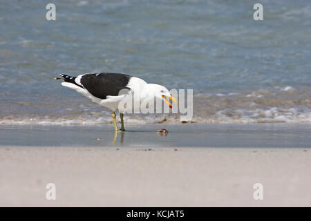 Kelp gull Larus dominicanus Fütterung auf Crab trostlosen Insel Falkland Inseln Stockfoto