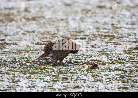 Birkhuhn Tetrao tetrix Putzen in einem Lek in einem schneebedeckten Feld in der Nähe von Aberfeldy Highland Region Schottland Großbritannien Stockfoto