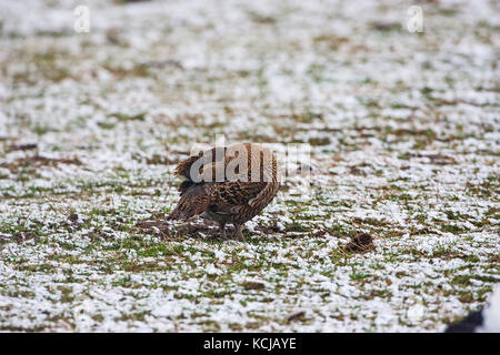 Birkhuhn Tetrao tetrix Putzen in einem Lek in einem schneebedeckten Feld in der Nähe von Aberfeldy Highland Region Schottland Großbritannien Stockfoto