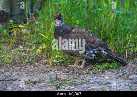 Blue Grouse Dendragapus obscurus Männlichen im Unterholz Signal Mountain Grand Teton National Park Wyoming USA Jue 2015 Stockfoto