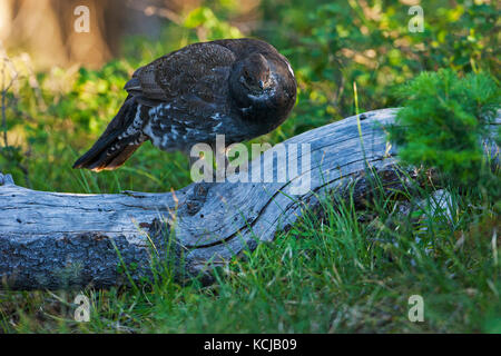 Blue Grouse Dendragapus obscurus Männlichen im Unterholz Signal Mountain Grand Teton National Park Wyoming USA Jue 2015 Stockfoto