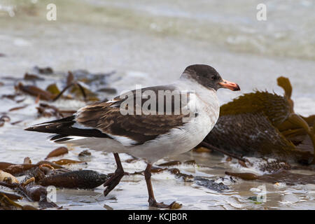 Dolphin gull Leucophaeus scoresbii Jugendlicher unter den Algen Saunders Island Falkland Inseln November 2015 Stockfoto