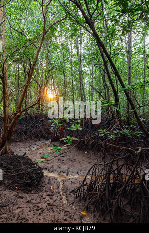 Ein mangrovenwald Schutzgebiet auf dem Fluss in der Nähe von Krabi Stadt Krabi, Thailand Stockfoto