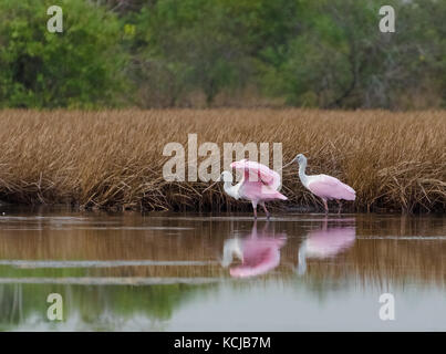 Roseate Löffler (Platalea ajaja) in der frühen Morgensonne in caroni Reisfelder Trinidad Stockfoto