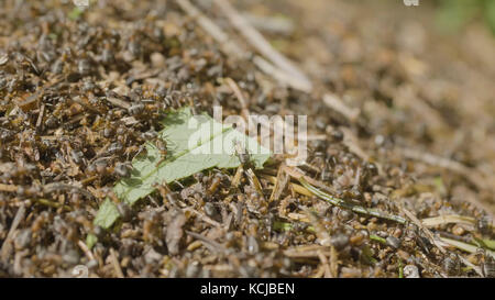 Makro Detail von Forest ant sich kleine Holz für den Aufbau von