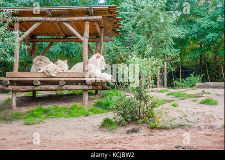 Gruppe von Lions liegen und ruht aus. Stockfoto