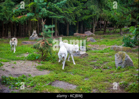 Wilde, weiße Wölfe ihre Nahrung essen während der Fütterung im Zoo Stockfoto