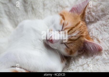 Foto eines Ginger kitten glücklich schlafen Stockfoto