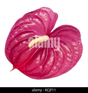 Stumpf magenta anthurium Blumen auf weißem Hintergrund Stockfoto