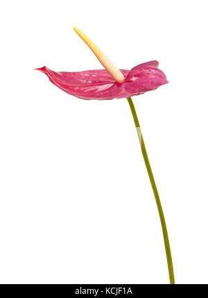 Stumpf magenta anthurium Blumen auf weißem Hintergrund Stockfoto