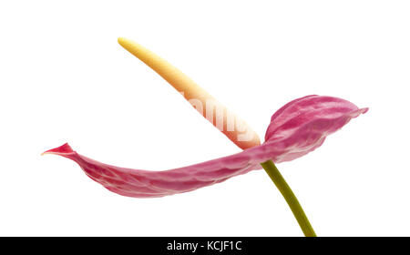 Stumpf magenta anthurium Blumen auf weißem Hintergrund Stockfoto